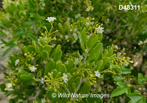 Joewood (Jacquinia keyensis)
